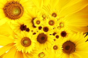 Cool Sunflowers379485491